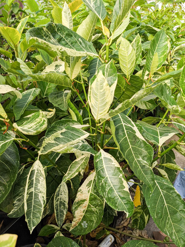 Large Leaf Albo Variegata Jungle Ficus Tree (ficus fistulosa) - Image 2
