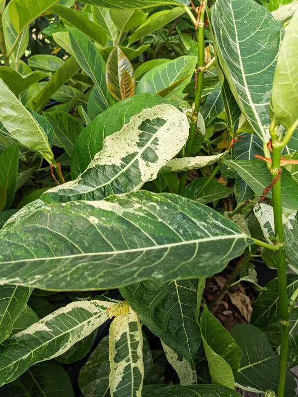 Large Leaf Albo Variegata Jungle Ficus Tree (ficus fistulosa) - Image 3