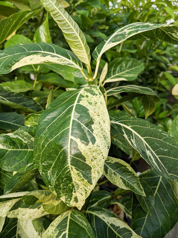 Large Leaf Albo Variegata Jungle Ficus Tree (ficus fistulosa)