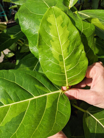Alternative view of Large Leaf Lime Variegated Jungle Ficus Tree (ficus fistulosa)