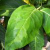 Large Leaf Lime Variegated Jungle Ficus Tree (ficus fistulosa)