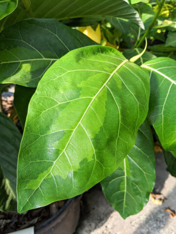 Large Leaf Lime Variegated Jungle Ficus Tree (ficus fistulosa)