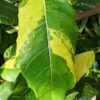 Large Leaf Lemon Variegated Jungle Ficus Tree (ficus fistulosa)