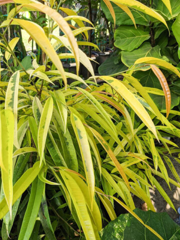 Alternative view of Lg. Variegated Eucalyptus Leaf Ficus (ficus longifolia allii)