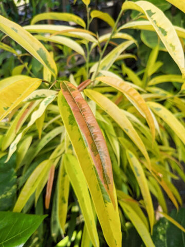 Lg. Variegated Eucalyptus Leaf Ficus (ficus longifolia allii)