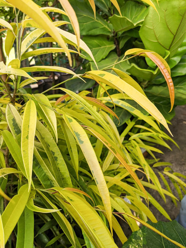 Lg. Variegated Eucalyptus Leaf Ficus (ficus longifolia allii) - Image 4
