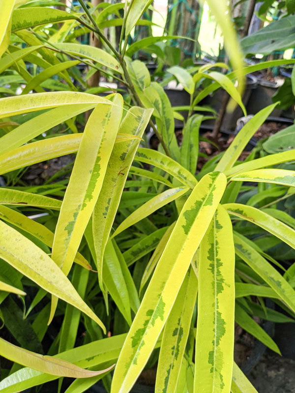 Lg. Variegated Eucalyptus Leaf Ficus (ficus longifolia allii) - Image 3