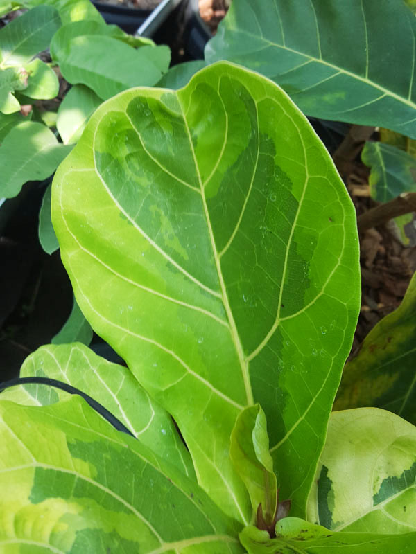Lemon-Lime Fig Leaf Ficus Tree (ficus lyata variegata) - Image 4