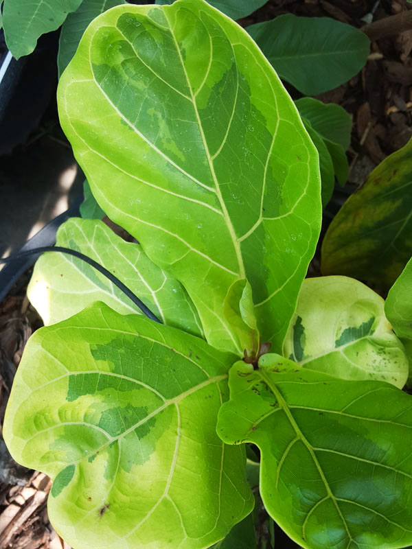 Lemon-Lime Fig Leaf Ficus Tree (ficus lyata variegata) - Image 6