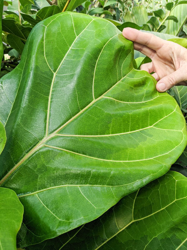 Lemon-Lime Fig Leaf Ficus Tree (ficus lyata variegata) - Image 5