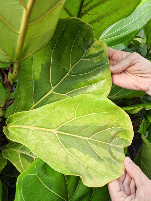 Lemon-Lime Fig Leaf Ficus Tree (ficus lyata variegata)