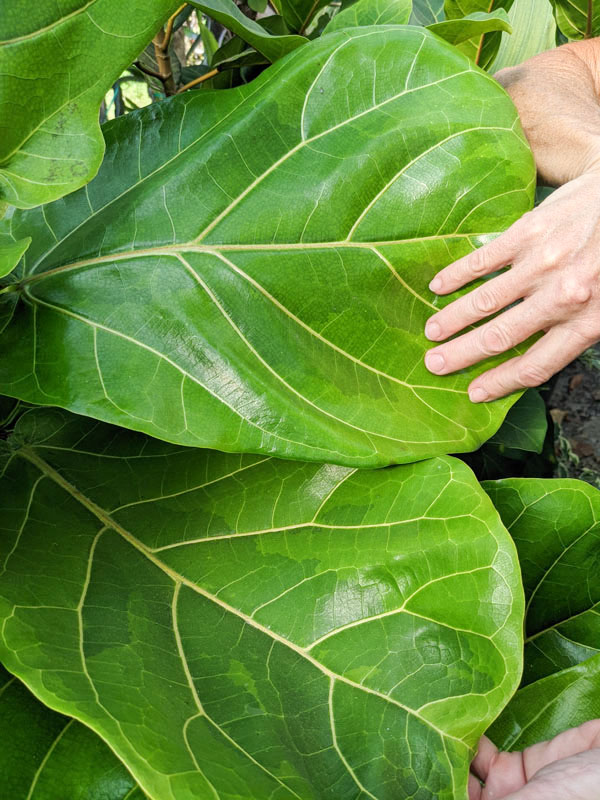 Lemon-Lime Fig Leaf Ficus Tree (ficus lyata variegata) - Image 3