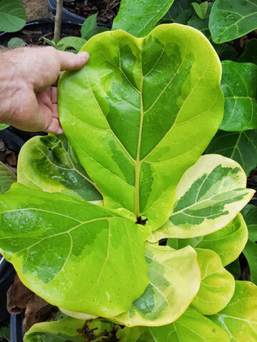 Alternative view of Lemon-Lime Fig Leaf Ficus Tree (ficus lyata variegata)