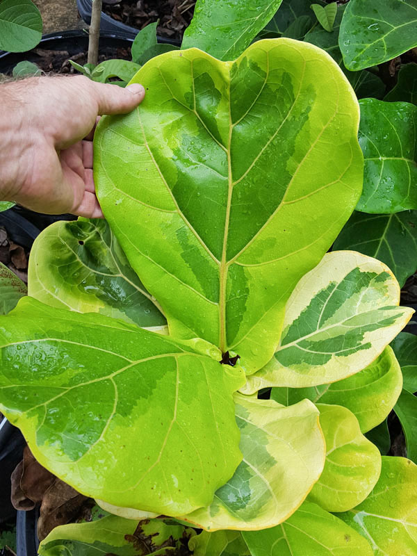 Lemon-Lime Fig Leaf Ficus Tree (ficus lyata variegata) - Image 2