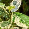 Variegated Rusty Bottom Fig (ficus rubiginosa variegata)