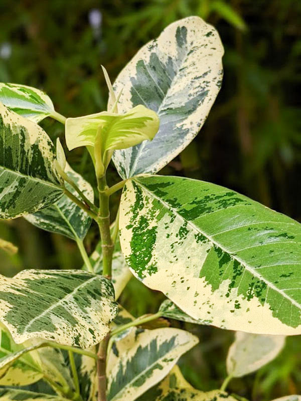 Variegated Rusty Bottom Fig (ficus rubiginosa variegata)