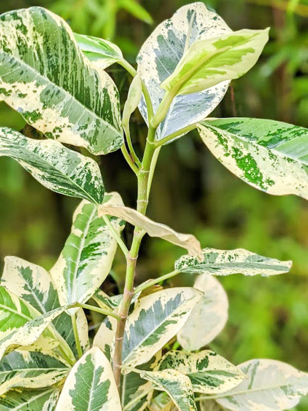 Variegated Rusty Bottom Fig (ficus rubiginosa variegata) - Image 4
