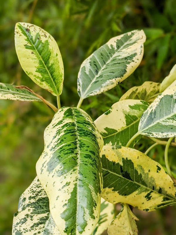 Variegated Rusty Bottom Fig (ficus rubiginosa variegata) - Image 3