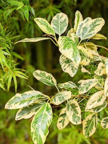 Alternative view of Variegated Rusty Bottom Fig (ficus rubiginosa variegata)