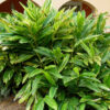 Lg. Variegated Shell Ginger Plant (alpinia z. variegata)