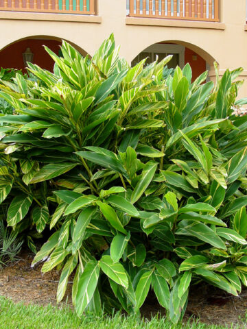 Lg. Variegated Shell Ginger Plant (alpinia z. variegata)