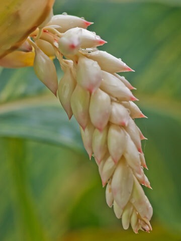Alternative view of Lg. Variegated Shell Ginger Plant (alpinia z. variegata)