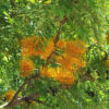 Tropical Silky Oak Tree (grevillea robusta 2x2x3" Pot)