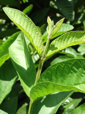 Alternative view of Egyptian Bassateen El Sabahia Guava (psidium guajava)