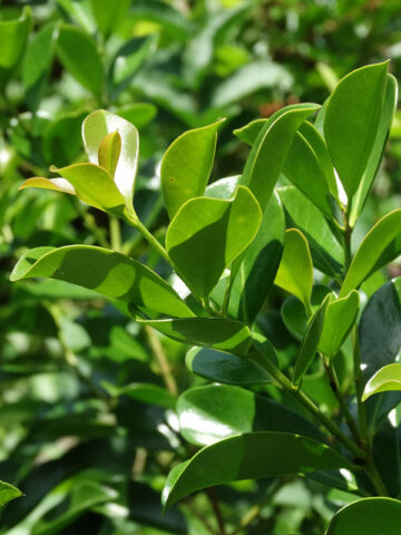 Alternative view of Red Strawberry Guava Tree (psidium littorale)