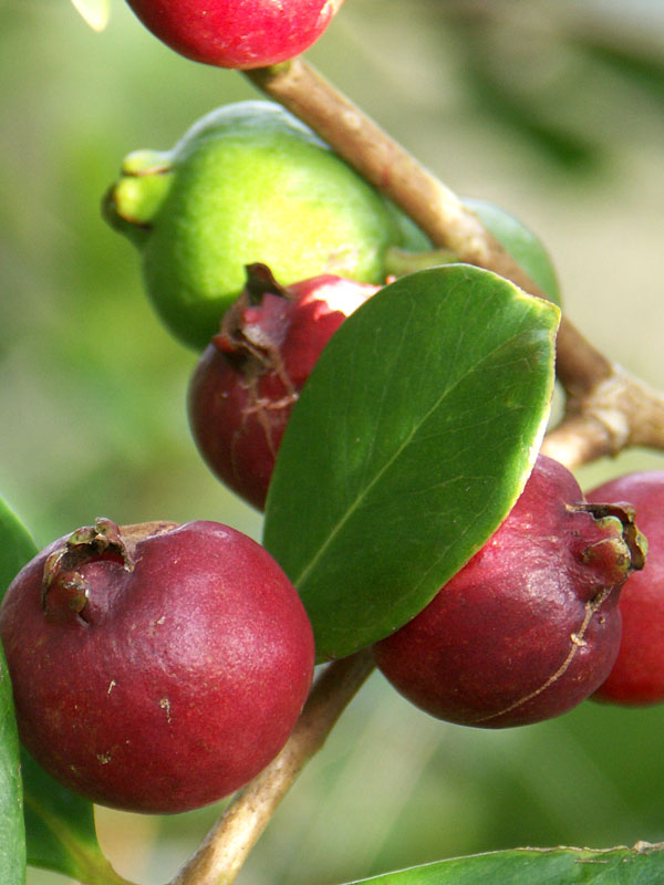 Red Strawberry Guava Tree (psidium littorale) - Image 3