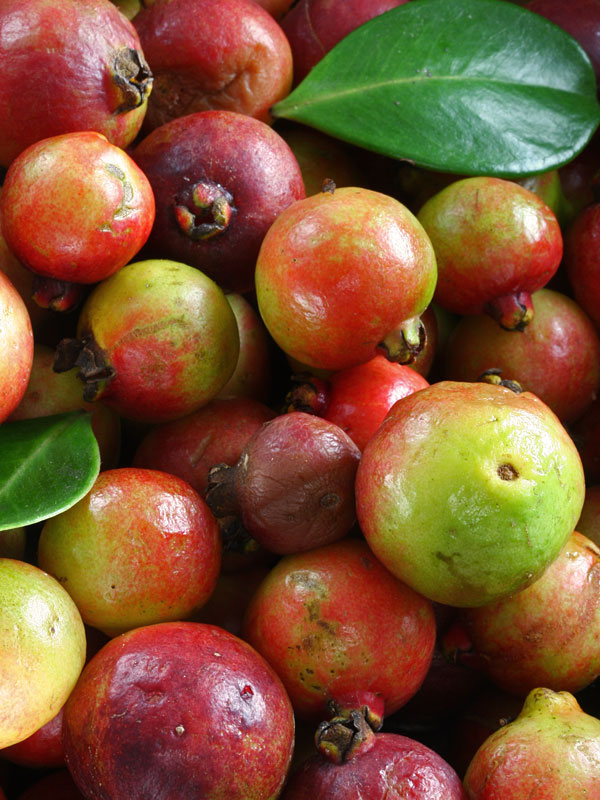 Red Strawberry Guava Tree (psidium littorale) - Image 6
