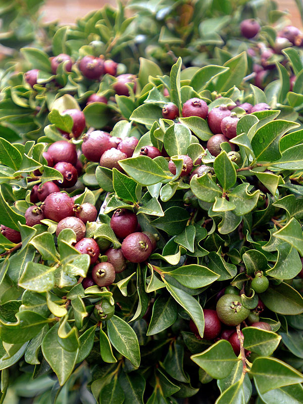 Red Strawberry Guava Tree (psidium littorale)