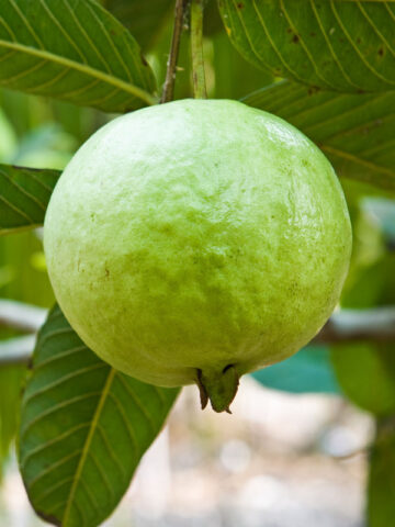 Alternative view of Giant Peruvian White Guava Tree (psidium guajava)