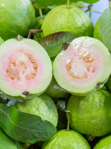 Giant Peruvian White Guava Tree (psidium guajava)