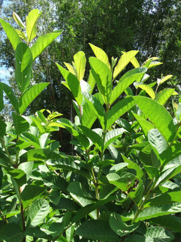 Alternative view of Indonesian White Guava Tree (psidium guajava)