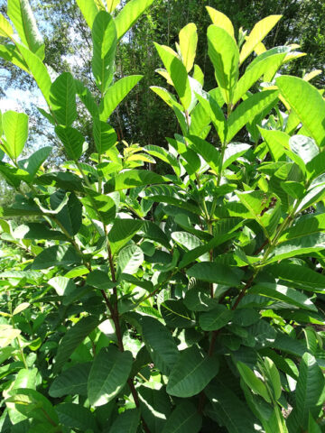 Indonesian White Guava Tree (psidium guajava)