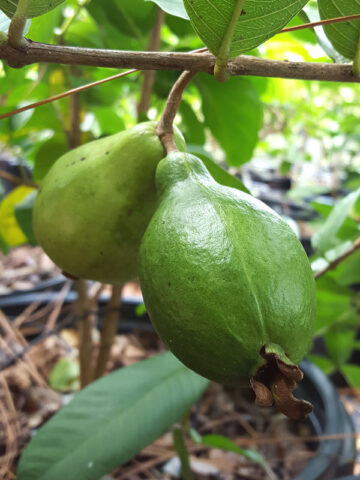 Alternative view of Lynda White Pear Guava Tree (psidium guajava)