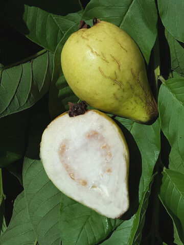 Lynda White Pear Guava Tree (psidium guajava)