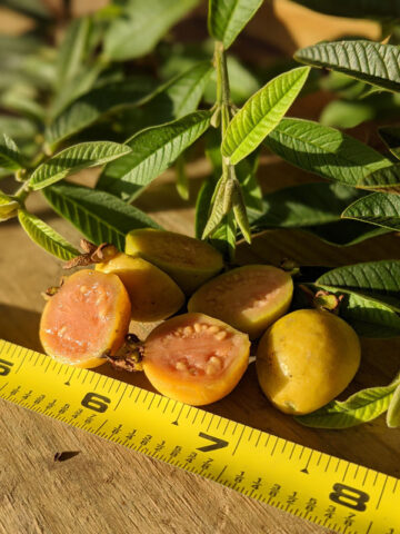 Alternative view of Nana Dwarf Guava Tree (psidium guajava)