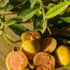 Nana Dwarf Guava Tree (psidium guajava)