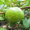 Ong West Coast Guava Tree (psidium guajava)