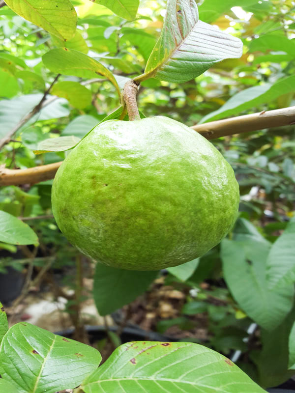 Ong West Coast Guava Tree (psidium guajava)