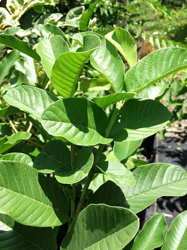 Ong West Coast Guava Tree (psidium guajava) - Image 2