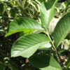 Petite, Bitesize Guava Fruit Tree  (psidium guajava)
