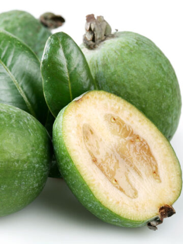 Pineapple Guava Tree (feijoa sellowiana)