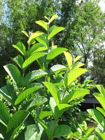 Alternative view of Thai White Guava Tree (psidium guajava)