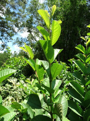 Thai White Guava Tree (psidium guajava)