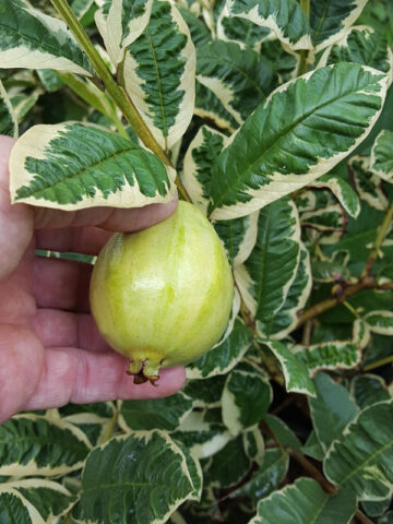 Alternative view of Variegated Thai Pink Guava Tree (psidium guajava)