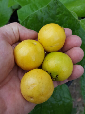 Alternative view of Lemon Guava Tree (psidium littorale)