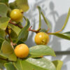 Lemon Guava Tree (psidium littorale)